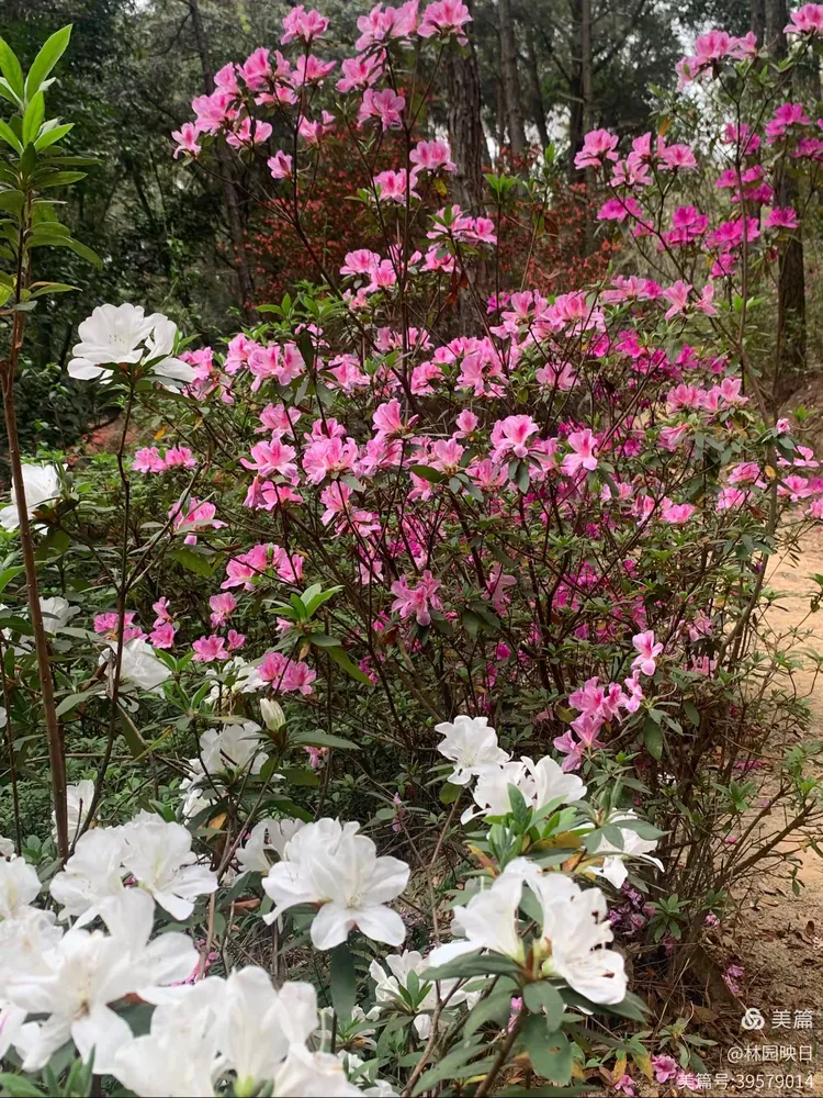 阳春三月揭西龙山风景区野生杜鹃花开了